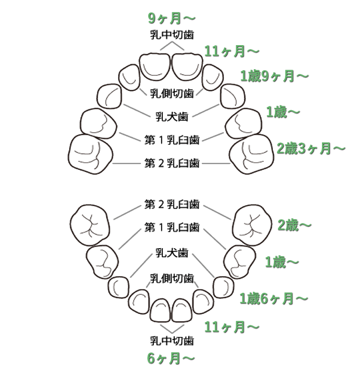 赤ちゃん